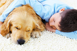 Northern Virginia Carpet Cleaning